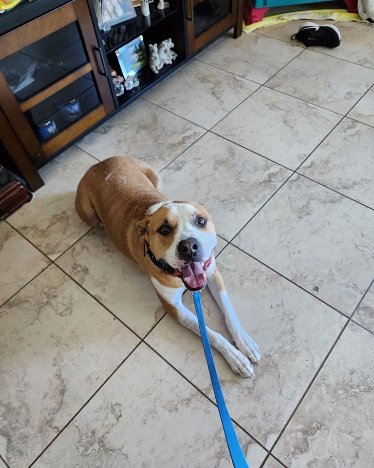 Archie finished his obedience training yesterday! So proud of him!
