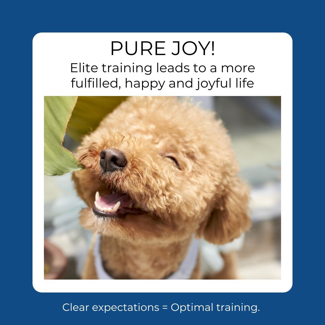 When you provide your dog with top-notch training, it not only offers structure and mental stimulation but also reduces anxiety and prevents boredom. Training is immensely beneficial for your dog, and your home becomes a more relaxing place for everyone when your dog has mastered good manners. Although it comes with its challenges and not every day will be a complete success, we've seen time and time again how training with the help from a professional leads to a more fulfilled and joyful life!