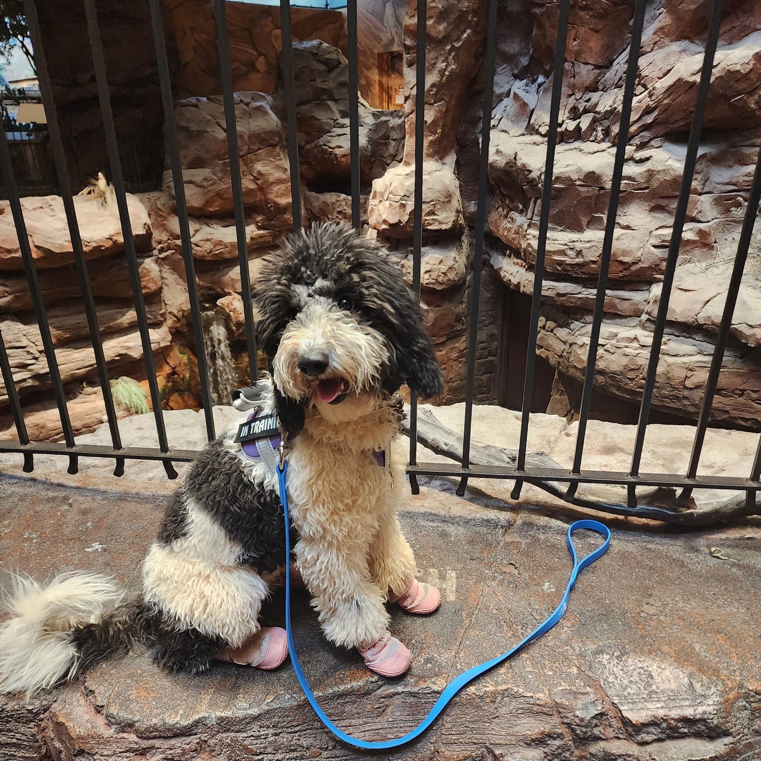 Another service dog field trip practicing public access! She's so good!