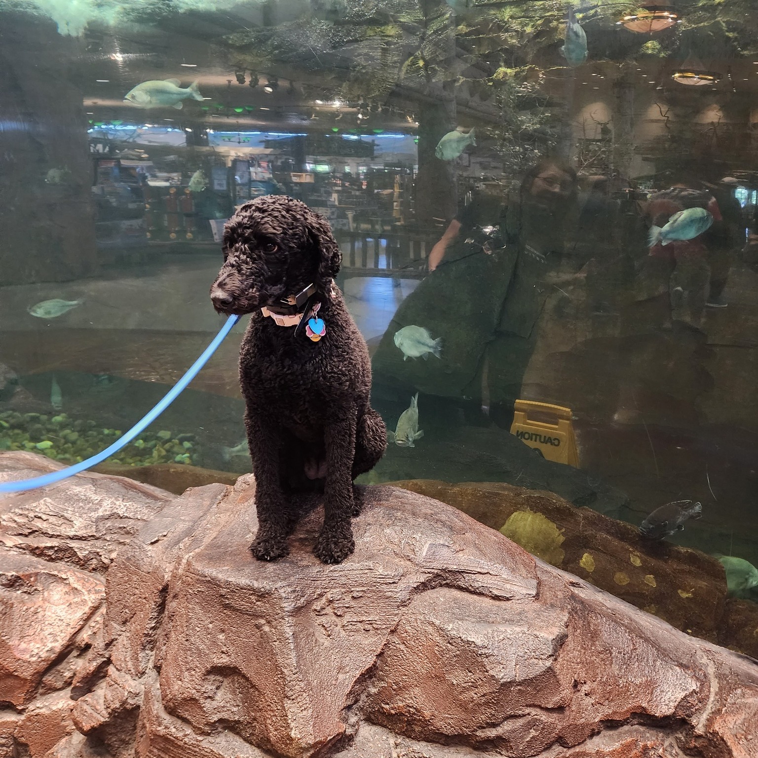 Vanessa got to go on a field trip to Bass Pro Shops this week too! She's such a good girl!