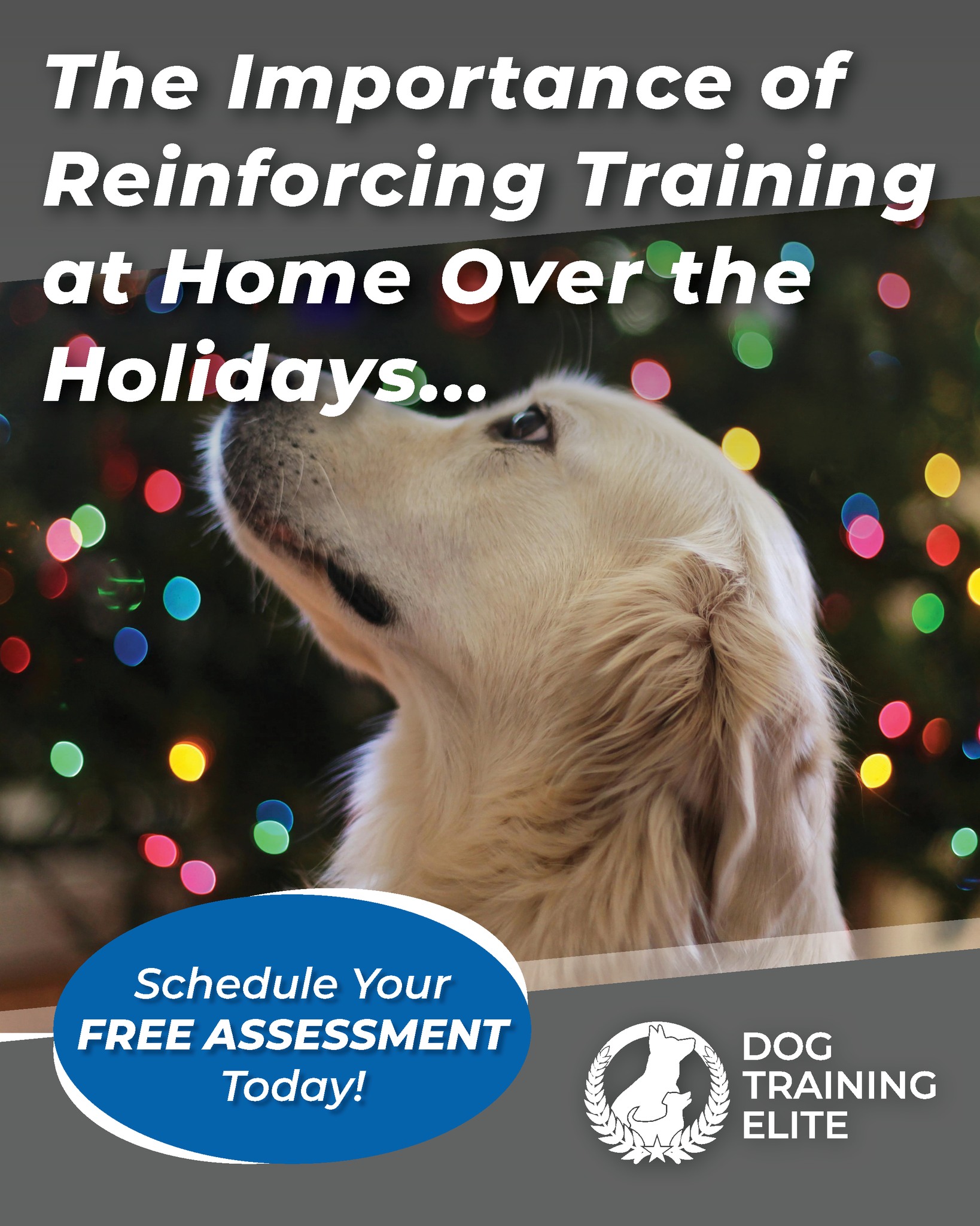 Get a jump start on training before the Holidays!
Click here to schedule an assessment ➡ https://shorturl.at/hPnqA