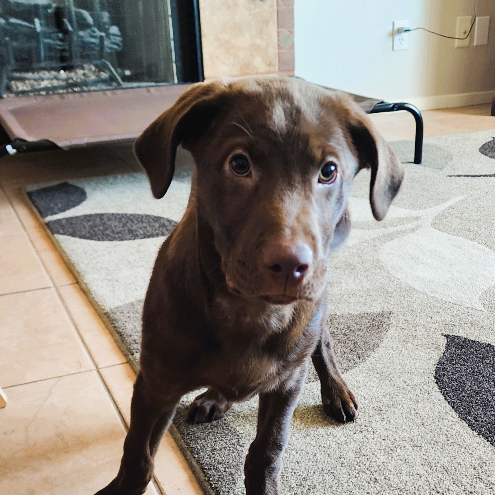 Welcome Kahu to the Pack! He started puppy training yesterday! What a good boy!