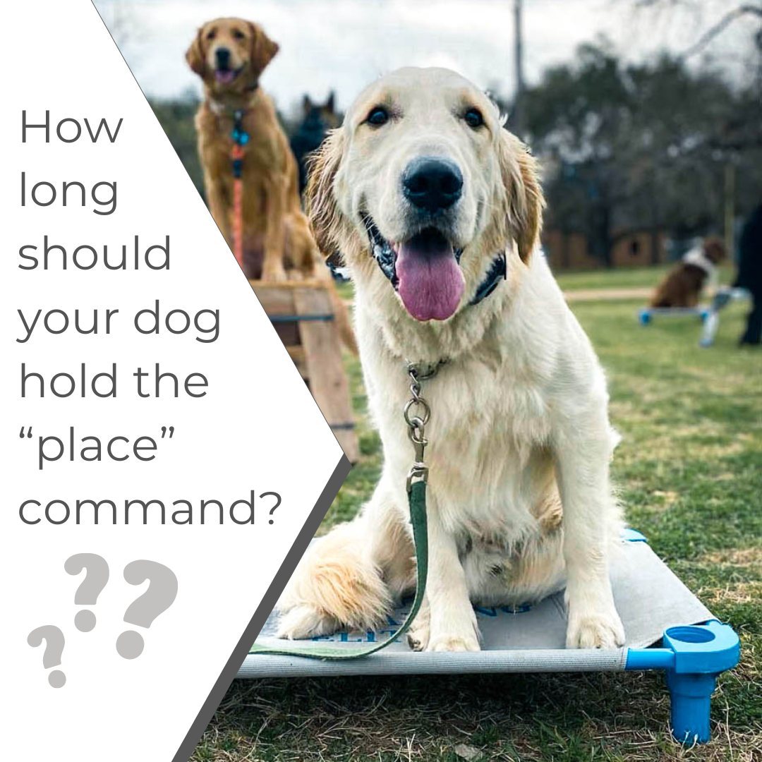 Did you know that when you tell your dog to place, they are being asked to stay in that position for as long as you ask them to—even if you're not paying attention to them?
Your dog's ability for self restraint can be strengthened as they age. A puppy may only be able to go a few seconds, but a 2-year-old dog can be taught to place for much longer AND do it with plenty of distractions!
Want to learn more? Check out our website at www.dogtrainingelite.com/Henderson