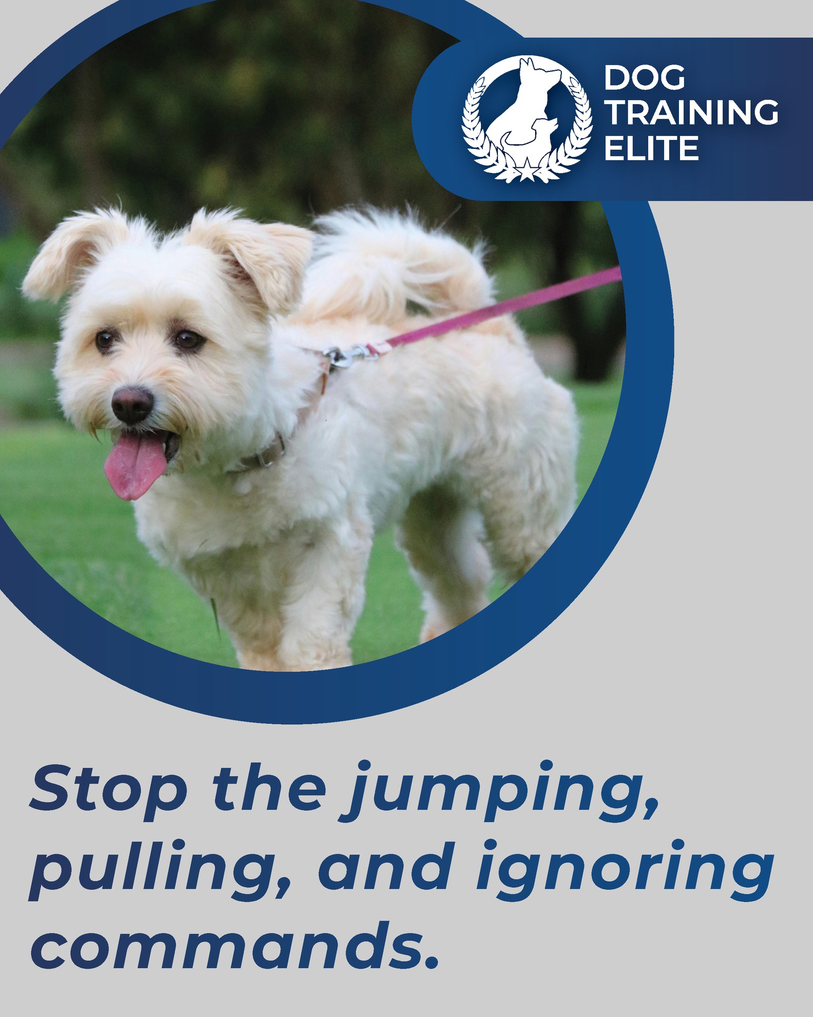www.dogtrainingelite.com/henderson