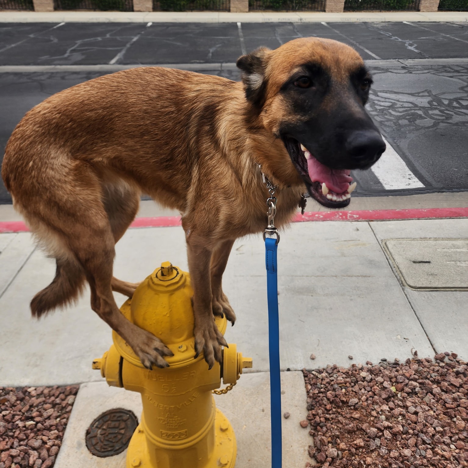 Mazie got up on the fire hydrant today for the first time! So fun!