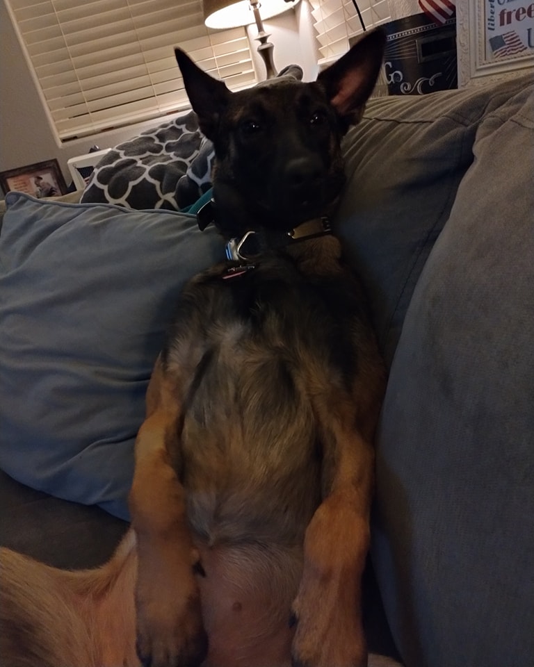 When your dog thinks she's supposed to sit on the couch like a human. 🤣🤣🤣