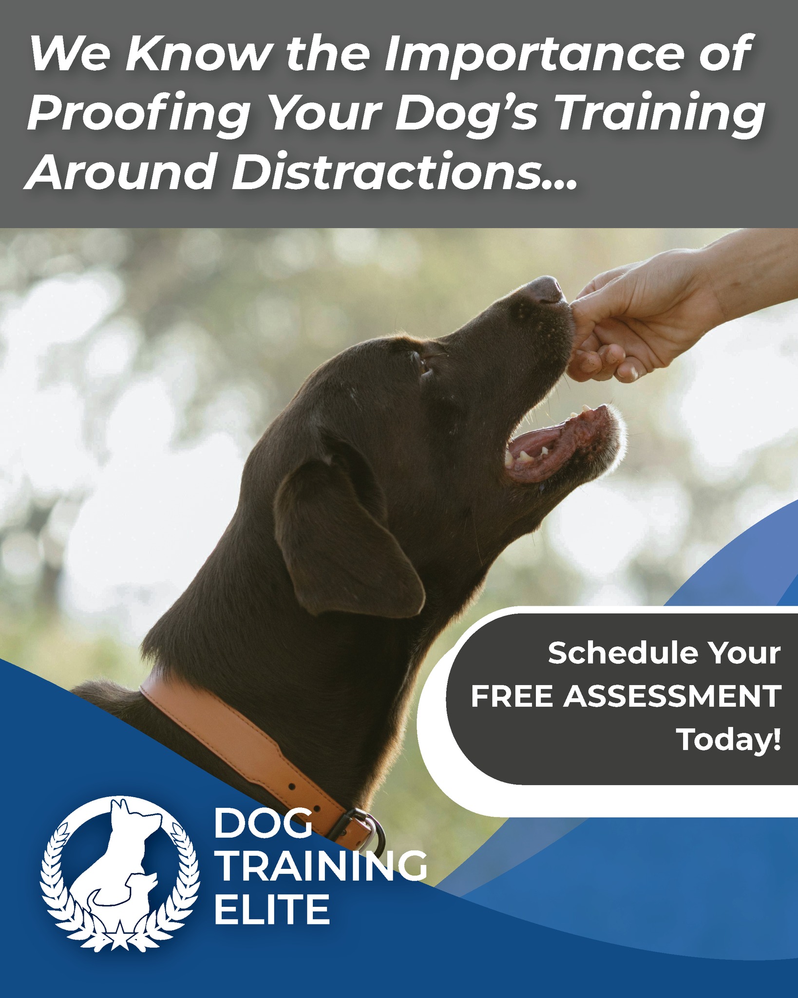 Distractions happen — but training builds focus. 🐶✨
Teach your dog to stay calm, even when the world is full of temptations.