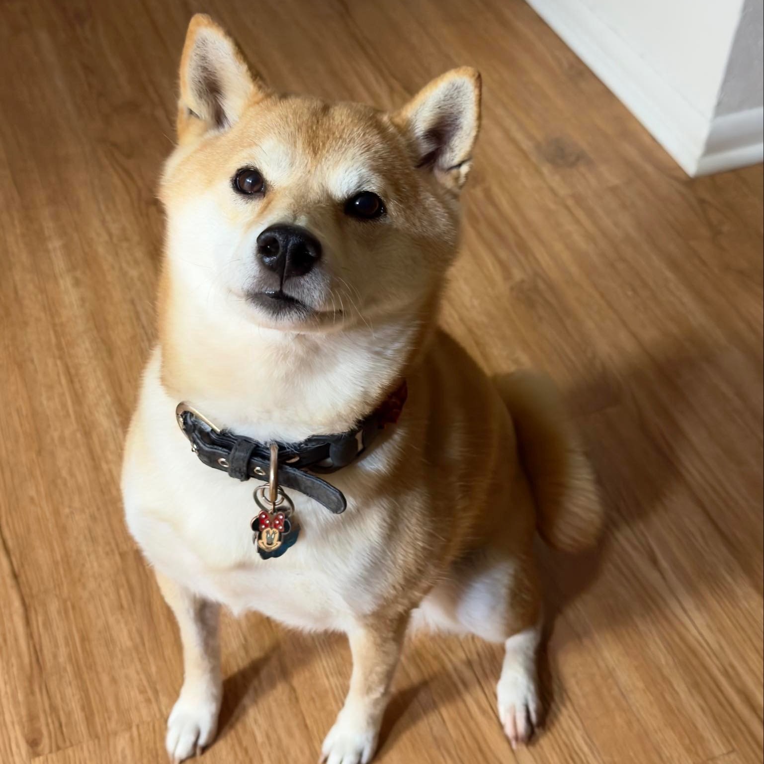 Meet Harley Quinn! She's a 6 year old Shiba Inu that started training this week! She loves paper towels and getting them away from her has been a challenge...until now! What a good girl!