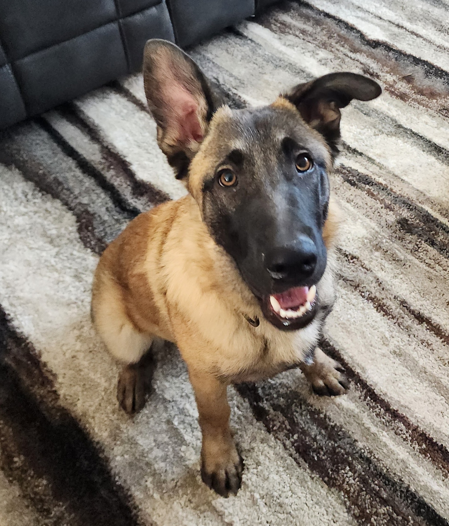 Meet Anubis! He rocked his first training session today&mdash;what a superstar pup! Good boy, Anubis! 🐶