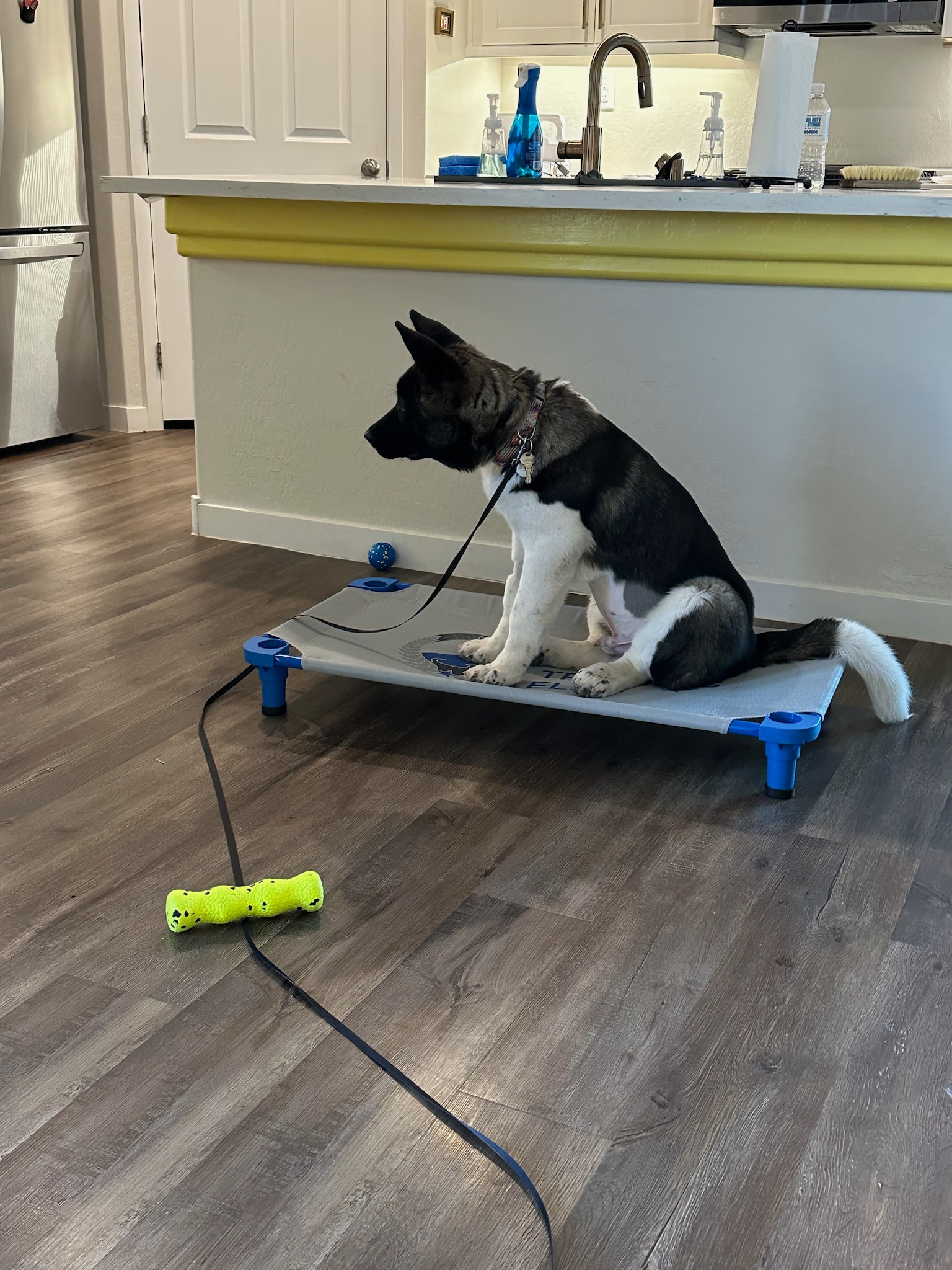 What a good boy! This is Elvis learning and practicing his place command. Great job!
