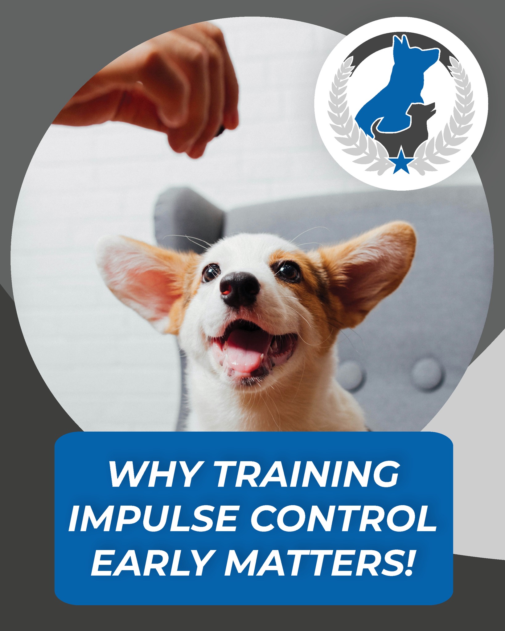 Sit. Wait. Shine. ✨Impulse control is the secret to a well-behaved pup! 🐾