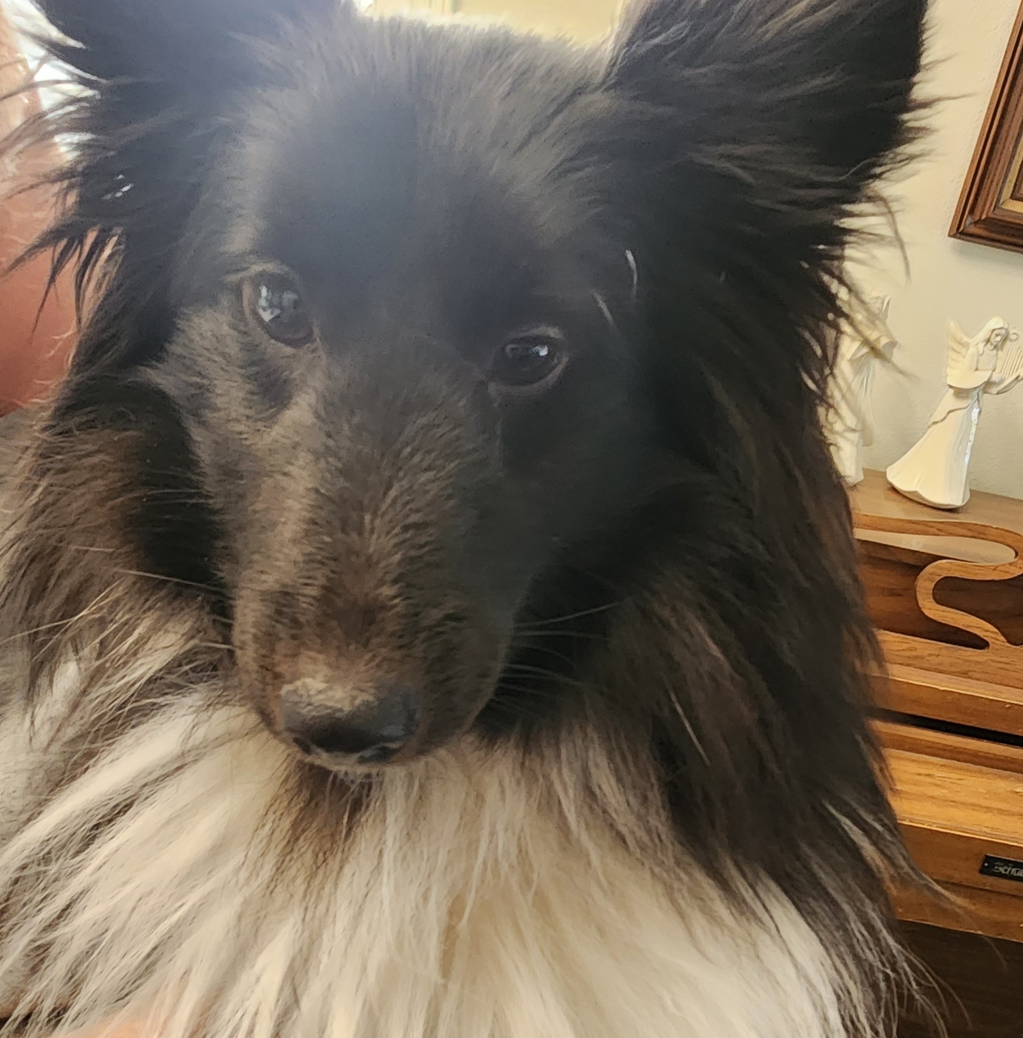 Meet Stella! She's a 13 month old Shetland Sheepdog that started training last week.  So precious!