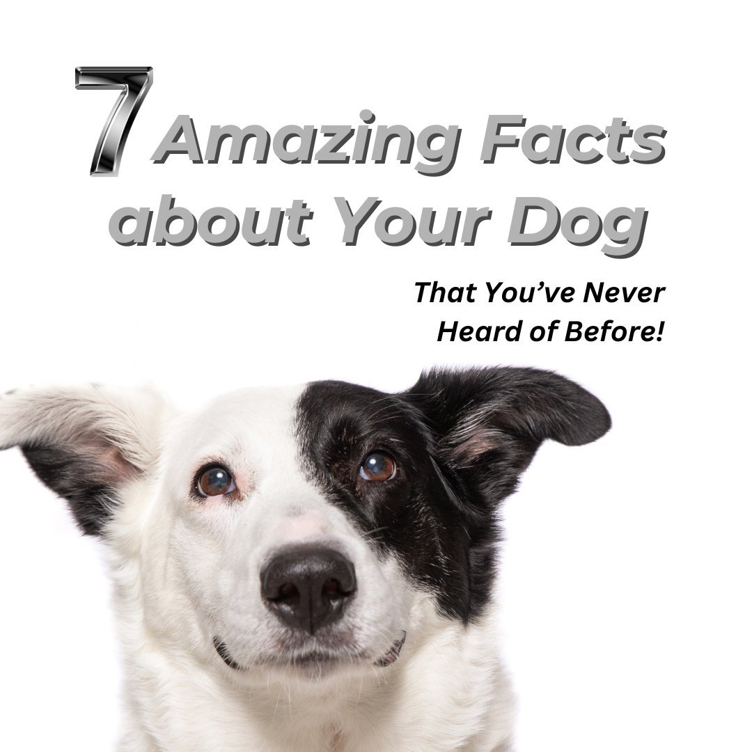 Although we work with dogs every single day, we are constantly learning amazing new things about them!
1. Petting a dog lowers human blood pressure&mdash;and the dog's too!
2. Dogs curl up in a ball when they sleep to protect their vital organs, a survival instinct from their wild ancestors.
3. Yawning is contagious for dogs too. Hearing a human yawn, especially from someone they know, makes dogs four times more likely to yawn.
4. Dogs can sense heat and thermal radiation with their noses, allowing blind or deaf dogs to hunt effectively.
5. When dogs kick backward after bathroom breaks, they're marking their territory with scent glands in their feet, not trying to cover up their poop.
6. Recent research reveals that dogs are among the few animals who exhibit voluntary, unselfish kindness to others without expecting a reward.
7. A dog's nose has its own unique pattern&mdash;just like human fingerprints!