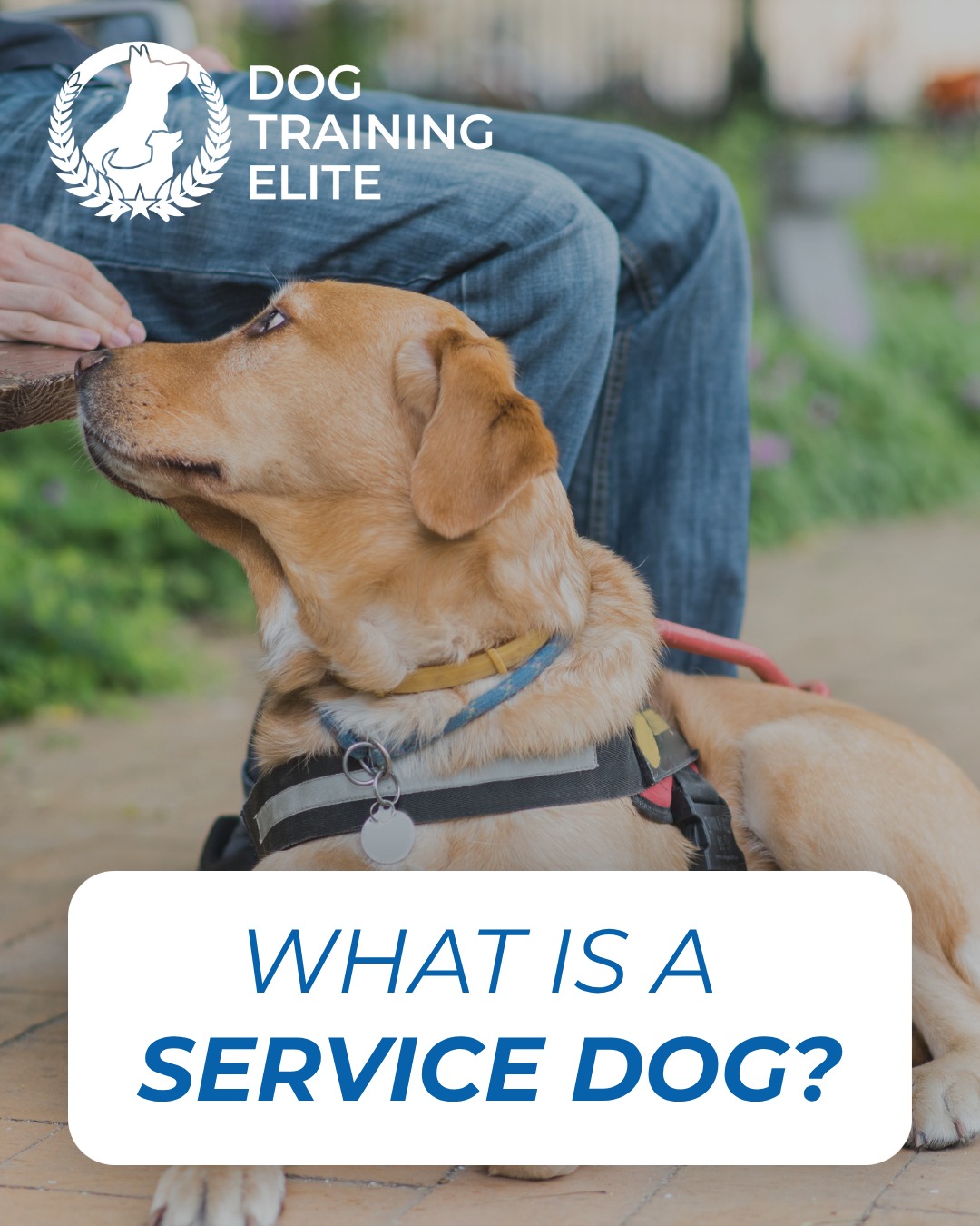 The Americans with Disabilities Act (ADA) defines a service dog as &ldquo;a dog that is individually trained to do work or perform tasks for a person with a disability.&rdquo; 

With our service dog training, we ensure that your dog is trained to meet the specific needs of your disability, providing personalized support and empowering both dog and handler for long-term success.
