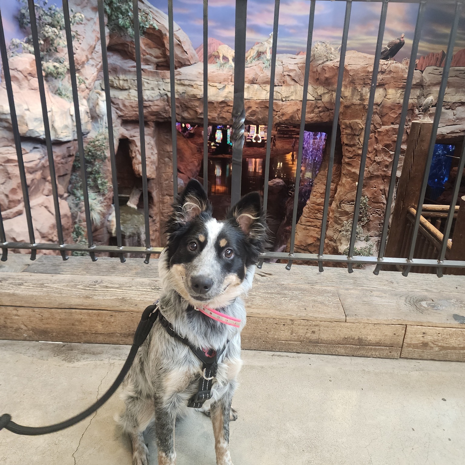 Muffin had such a great outing at Bass Pro Shops this week! 🐾 She&rsquo;s crushing her training and it&rsquo;s almost time for her to start official Service Dog Training!