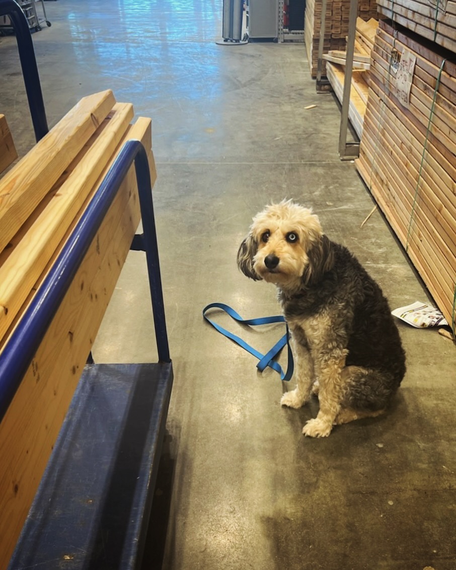 Anyone else feeling the itch to do some home projects? May-Z&rsquo;s owner went to Lowe&rsquo;s today, and reports that &ldquo;she was wonderful, sat there the entire time by herself while I loaded up wood.&rdquo; The only thing we can say is&hellip;.IMPLIED STAY!👏🏼 