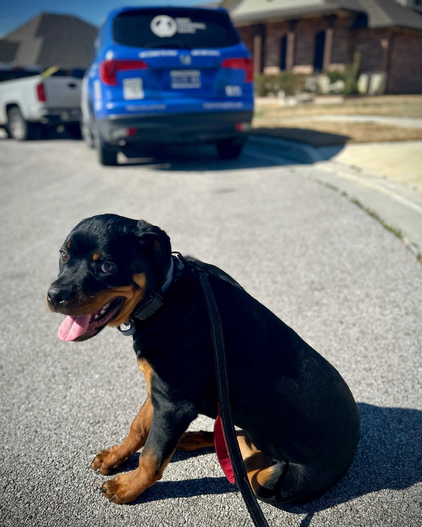 🎓Maximus the Rottweiler is still a bit of a &ldquo;minimus&rdquo; (yes it&rsquo;s a word&hellip;we googled it😂) but he recently completed our Gold Obedience training package! We can&rsquo;t wait to see how having a strong training foundation pays off for his owners. See you at Killeen-Temple-Belton group classes starting up in June, Maximus! 
