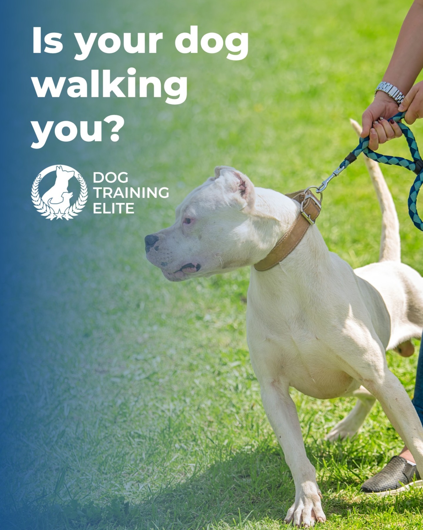 Tired of tug-of-war on the trails?

 Whether you're walking through downtown Fredericksburg or exploring Pedernales Falls, we train for calm, connected walks—on or off leash.

Get your free evaluation: https://dogtrainingelite.com/austin/pricing

