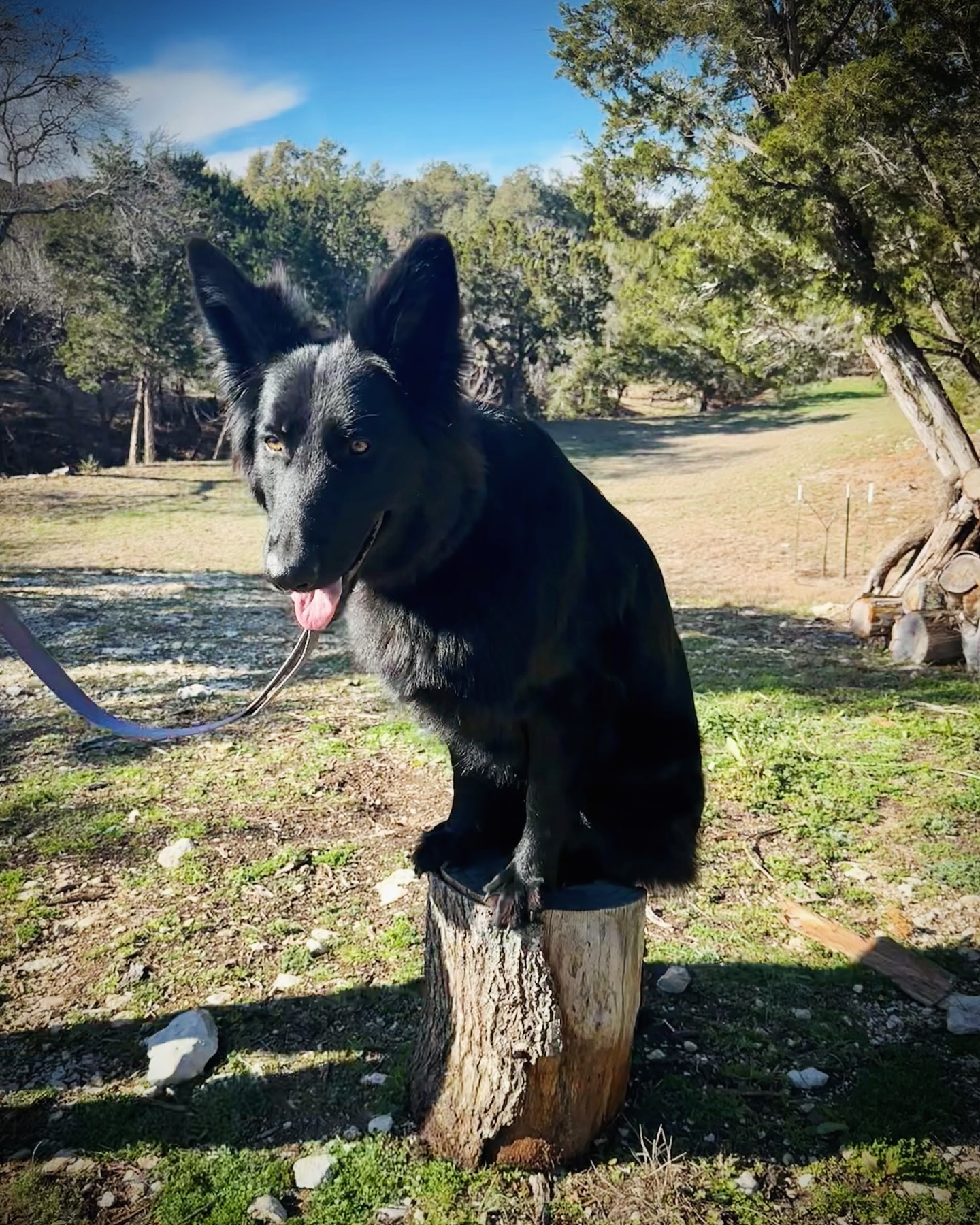 🐾This beautiful girl is Onyx, a newish member of the Pack! Here she is showing off PLACE on a stump - on the very same day she learned the command🤩 These Hill Country dogs are just built different, yall! 