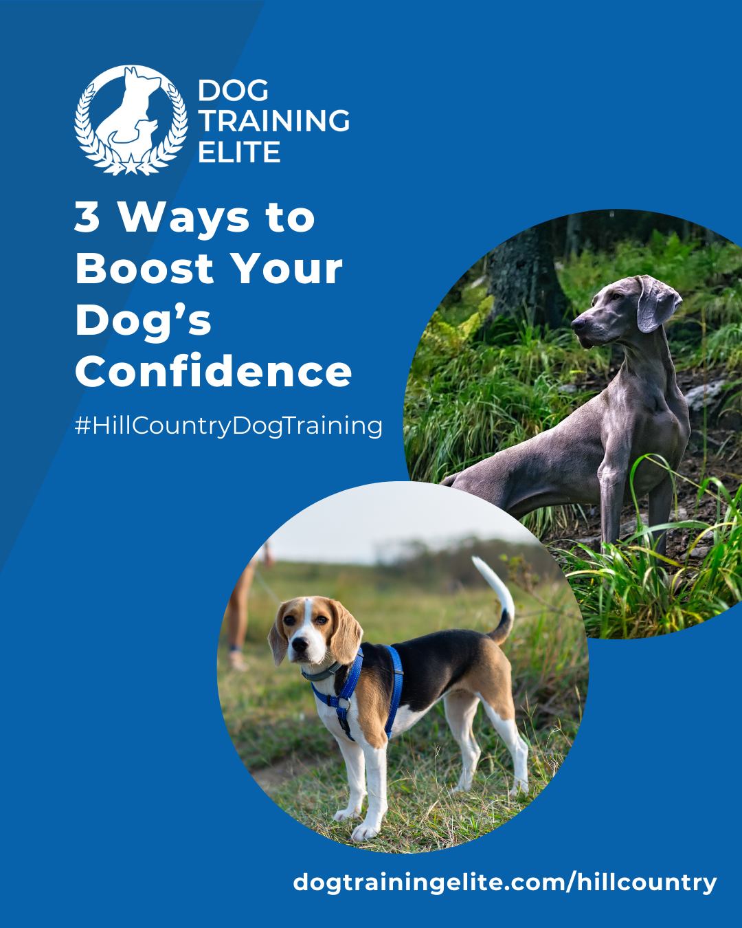 Confidence is key for any dog, especially service dogs. 

At Dog Training Elite Hill Country, we help dogs develop skills and independence through:
🌳 New Experiences – Safely introduce your dog to new environments and people.
 🧩 Challenge Games – Puzzle toys and problem-solving tasks strengthen mental skills.
 💖 Praise & Encouragement – Reward small victories to build trust and confidence.

Our expert trainers guide every step of the way, helping dogs and handlers build strong, reliable partnerships—whether practicing at home, in public, or in structured sessions with our team.

🎯 Ready for a happier, calmer pup? 🐾 Schedule your free in-home evaluation and see why neighbors across the Texas Hill Country count on Dog Training Elite.
 🐾 Serving Kerrville, Georgetown, Bastrop, and surrounding areas


