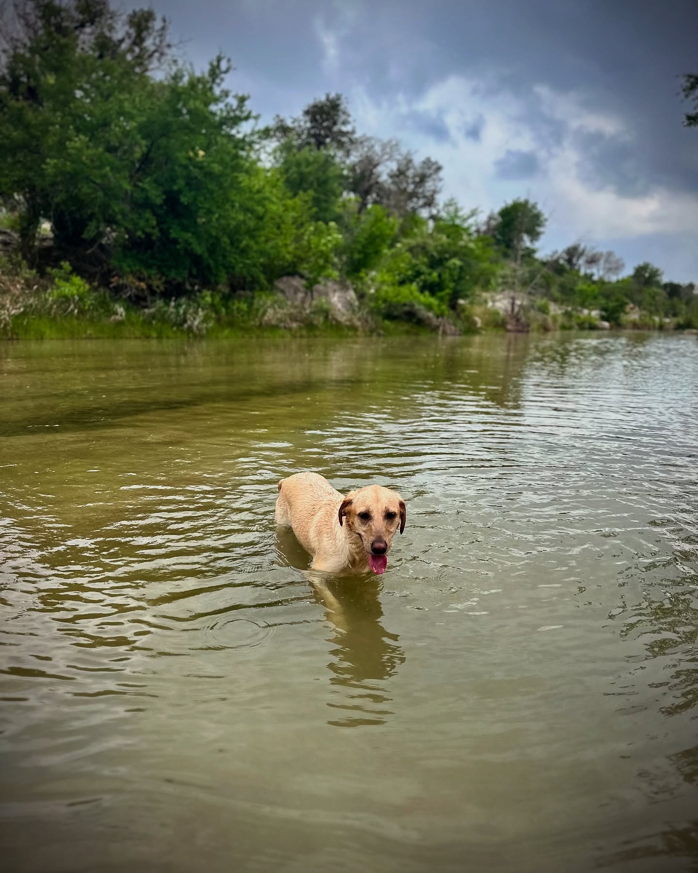 For many native Texans, the Guadalupe River is more than just a scenic waterway, it’s a living thread that ties generations to the land. Flowing through the heart of the Hill Country, it might be where you tried your first rope swing…took summer tubing trips with your college buddies…spent peaceful mornings kayaking or fishing under the huge cypress trees…or camped on a holiday weekend. The beautiful spring-fed waters of the Guadalupe give Texans a deep connection to nature. 

We are deeply mourning the unimaginable losses sustained in the Kerr County floods. Thank you to the first responders, rescue volunteers, and regular folks that have felt called to donate money, supplies, and time…the list of helpers goes on and on. One thing you can be sure of: Texans will always mobilize with grit, generosity, and a deep-rooted sense of responsibility to take care of one another. 

If you feel led to help, the @cftexashillcountry is working hard to get donations where they are most needed. To learn more or donate, visit tinyurl.com/kerrfloodrelief.
