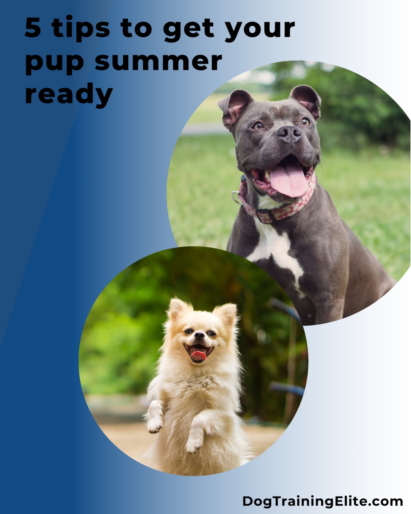 Hot days in Huntsville mean extra care for your pup ☀️🐾

Keep your dog safe, cool, and happy with these quick tips:

 💧 Stay hydrated
 ⏱️ Walk during cooler hours
 🪮 Brush, don’t shave
 🔥 Protect paws from hot pavement
 🌿 Add shade, splash time, and flea/tick protection

Smart prep = stress-free summer fun!

 🐶 Like & follow for more dog care tips.

