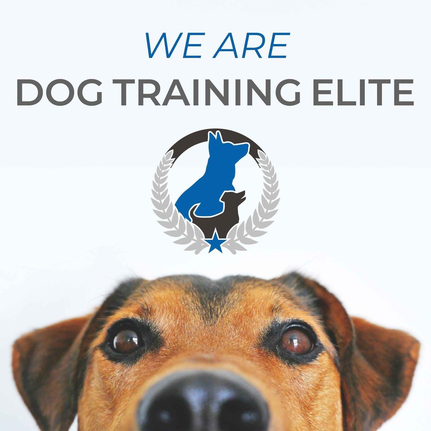 A playful day in Huntsville with your pup just got better! Here at Dog Training Elite Huntsville, we help dogs become the best they can be. Whether you're starting obedience training or need help with behavior modification, we're here for you. Does your energetic puppy need some training? We know exactly how to help. If you’re in North Alabama and looking for top-notch dog or service dog training, we’re just around the corner. Let’s train together for a happier experience with your furry friend!