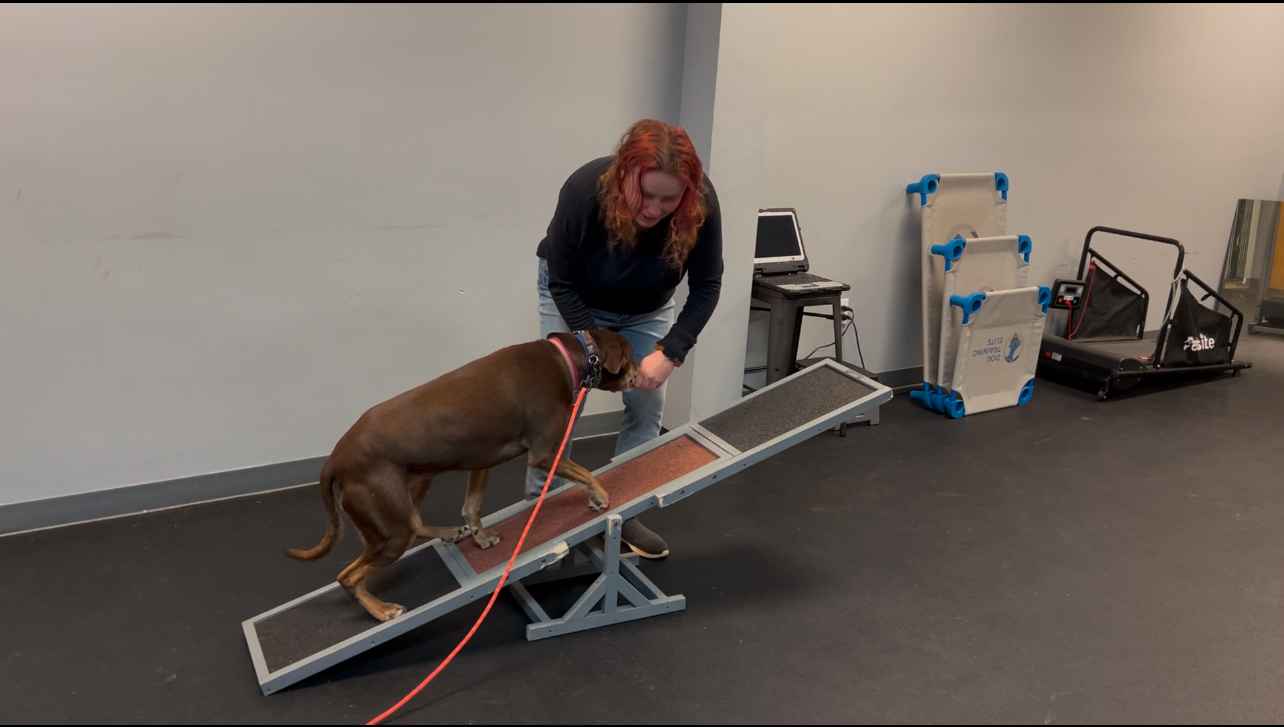 Ever wondered how dog training can change life with your furry friend? At Dog Training Elite Huntsville, we help dogs of all kinds learn new tricks and skills. Whether your dog needs obedience training or you're searching for service dog training, we’ve got you covered. We also specialize in therapy dog training and behavior modification, making sure every dog becomes a well-behaved part of your family. Watch as this dog conquers the ramp in our Huntsville facility, an example of our interactive training. Come see how we can help your pup today!