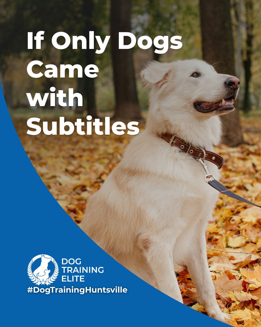 They’re not stubborn. They just don’t speak human. 🐾

If dogs had subtitles, training wouldn’t be necessary. Until then, we help you and your dog understand each other.
Dog Training Elite Huntsville offers service dog, therapy dog, puppy, and advanced obedience training, all led by experienced local trainers.

 Let’s start speaking the same language today!

🎯 From basic obedience to advanced service dog training, Dog Training Elite Huntsville helps dogs near U.S. Space & Rocket Center build better behavior and stronger bonds this fall. 🐾



