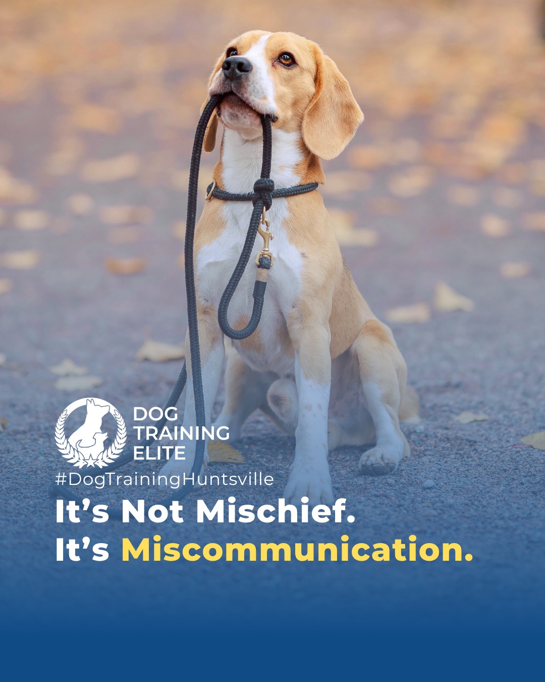 Most “bad” behavior isn’t bad at all; it’s miscommunication. 🐾

 When dogs chew, jump, or ignore commands, they’re not being disobedient; they’re responding to unclear signals.

Dog Training Elite Huntsville helps bridge that gap. Through clear guidance and positive reinforcement, we teach both dogs and owners how to communicate with confidence and trust.

From calm greetings in Downtown Huntsville to focused walks through Huntsville, we turn confusion into connection, one command at a time.

📅 From basic obedience to advanced service dog training, Dog Training Elite Huntsville helps dogs near U.S. Space & Rocket Center build better behavior and stronger bonds this fall. 🐾
 📍 https://maps.app.goo.gl/Mg5GPWjPAqJ1osvy6



