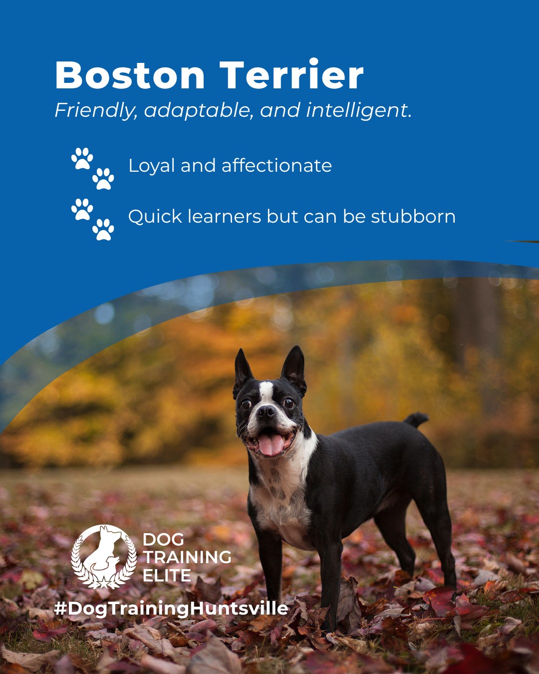 Big personality in a small package, that’s the Boston Terrier. 🐶💥

Full of charm (and sometimes a little mischief), these pups thrive when their energy has direction. Dog Training Elite Huntsville helps channel that enthusiasm into focus and reliable obedience at home, in Downtown Huntsville, or on walks through Huntsville.

 Because a well-trained Boston isn’t just cute, they’re unstoppable!

🎯 From basic obedience to advanced service dog training, Dog Training Elite Huntsville helps dogs near U.S. Space & Rocket Center build better behavior and stronger bonds this fall. 🐾
 📍 https://maps.app.goo.gl/Mg5GPWjPAqJ1osvy6

 

