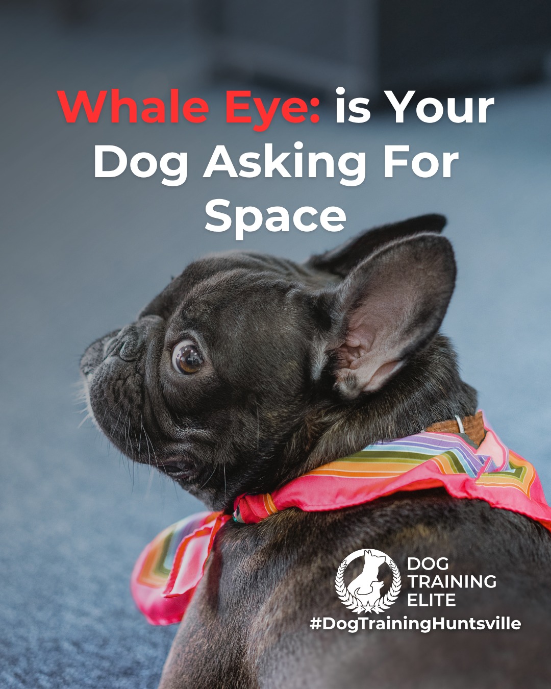 Ever notice the white part of your dog&rsquo;s eye showing when they turn their head? This is known as whale eye, a common stress signal dogs use to communicate discomfort.

Whale eye often appears when a dog feels overwhelmed, pressured, or unsure of a situation. It&rsquo;s not bad behavior. It&rsquo;s communication. Recognizing it early helps prevent escalation and supports safer interactions.

You might see whale eye during:
 👀 Tight hugs or restraint
 👀 Resource guarding moments
 👀 Unfamiliar people or environments
 👀 High-pressure training or handling

When you notice whale eye, the best response is to reduce pressure, create space, and reassess the situation. Thoughtful training focuses on building confidence and trust, not forcing compliance.

Understanding these subtle cues allows you to support calmer behavior and stronger communication over time.

🐾 From basic obedience to advanced service dog training, Dog Training Elite Huntsville helps dogs near Madison build better behavior and stronger bonds this season. 🐾
 📍 https://maps.app.goo.gl/Mg5GPWjPAqJ1osvy6


