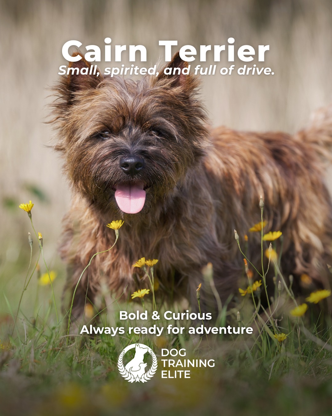 The Cairn Terrier is small, spirited, and full of drive. These dogs love to stay busy, problem-solve, and explore, which means structure and clear communication make a huge difference in their day-to-day behavior.

Training Tip: Cairn Terriers thrive when their minds stay busy. Rotate puzzle toys, practice short obedience sessions throughout the day, and incorporate scent-work games to satisfy their natural hunting instincts.

🐾 Make better behavior your first win of the year. Book your free in-home evaluation and see why Huntsville and Madison dog owners choose Dog Training Elite for real, lasting results.
 📍 https://maps.app.goo.gl/Mg5GPWjPAqJ1osvy6


