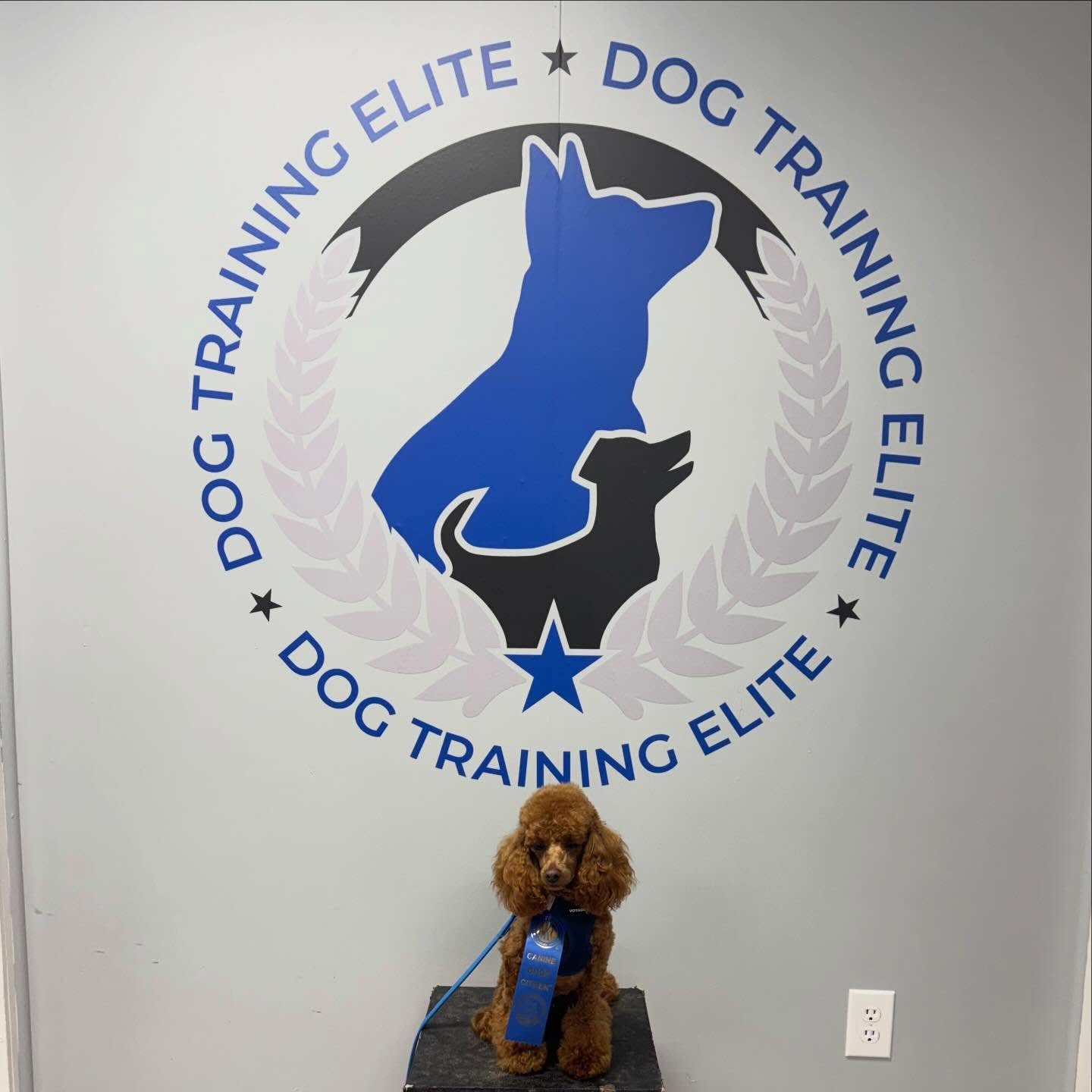 Congratulations Gus Gus! 👏🏼 This amazing pup passed the AKC Canine Good Citizen (CGC) test at our facility! 🐾🎉
This achievement shows off not just great manners, but dedication, consistency, and a strong bond between dog and handler. We&rsquo;re so proud of this team and all the hard work they&rsquo;ve put in to reach this milestone!