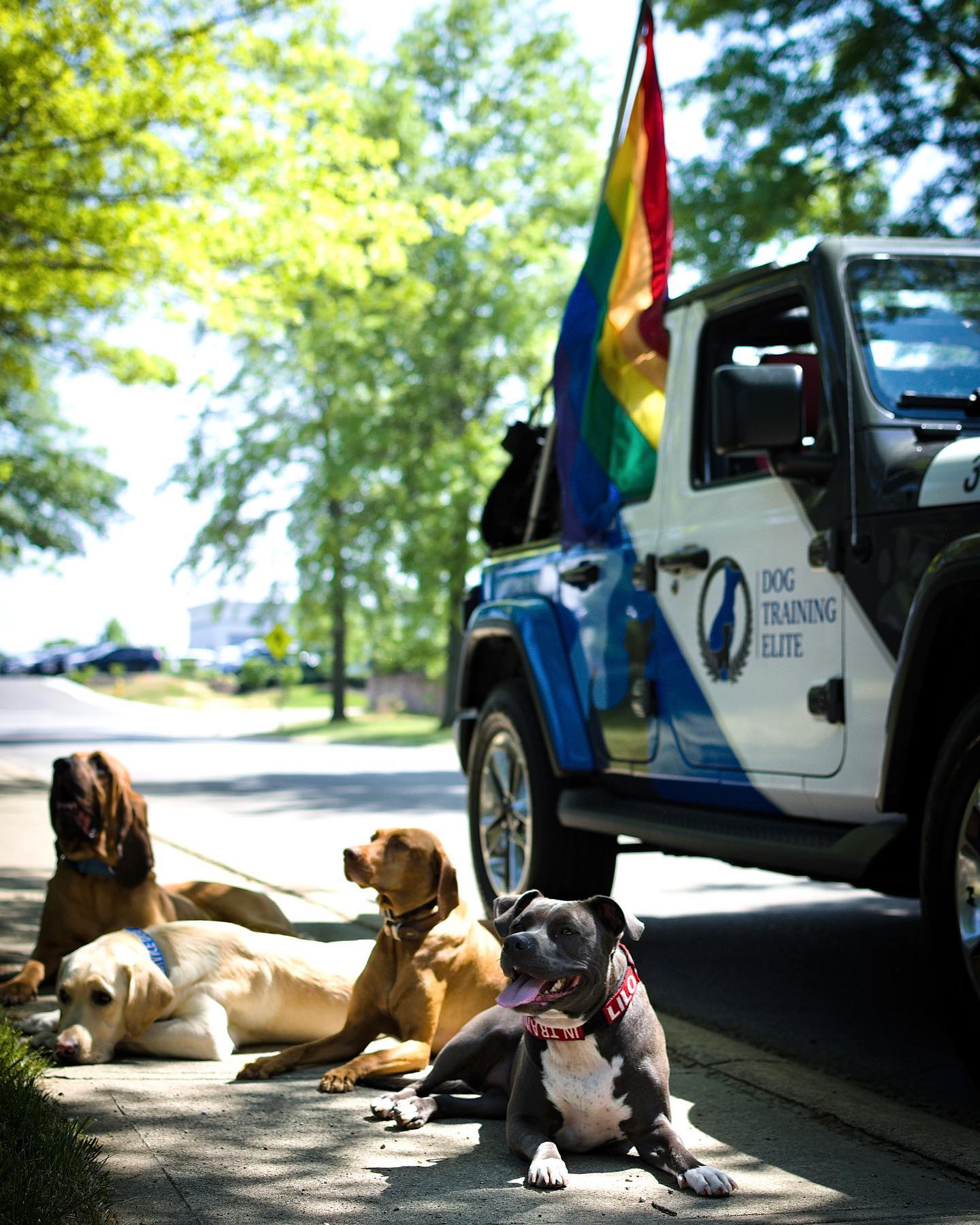 The Dogs of DTE Indy wish you a Happy Pride Month! 🌈🐶🦴🐾❤️









