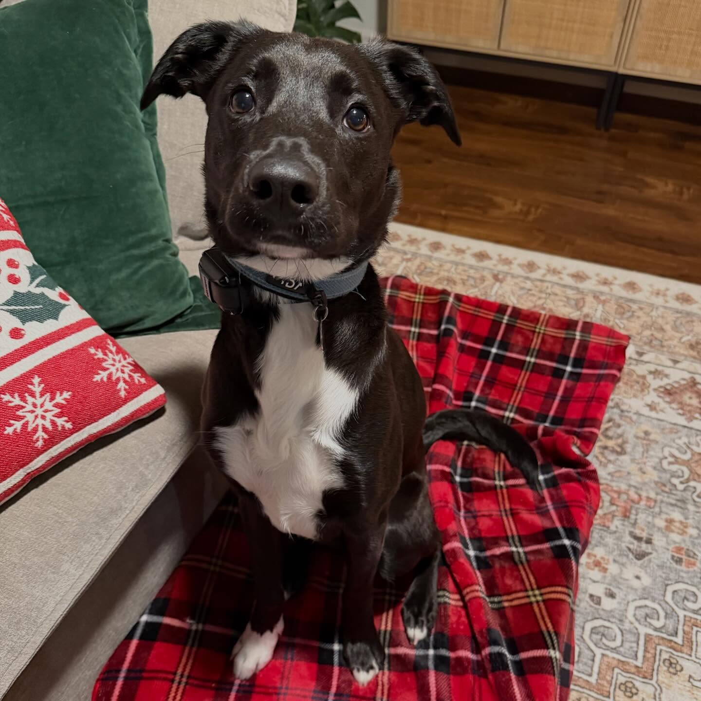 Huge congrats to Obi! 🎉 Obi just wrapped up his platinum in-home obedience training, showing big strides in his obedience. It was great working with Obi and his family, and we can’t wait to see him in group class to keep building on his skills! 