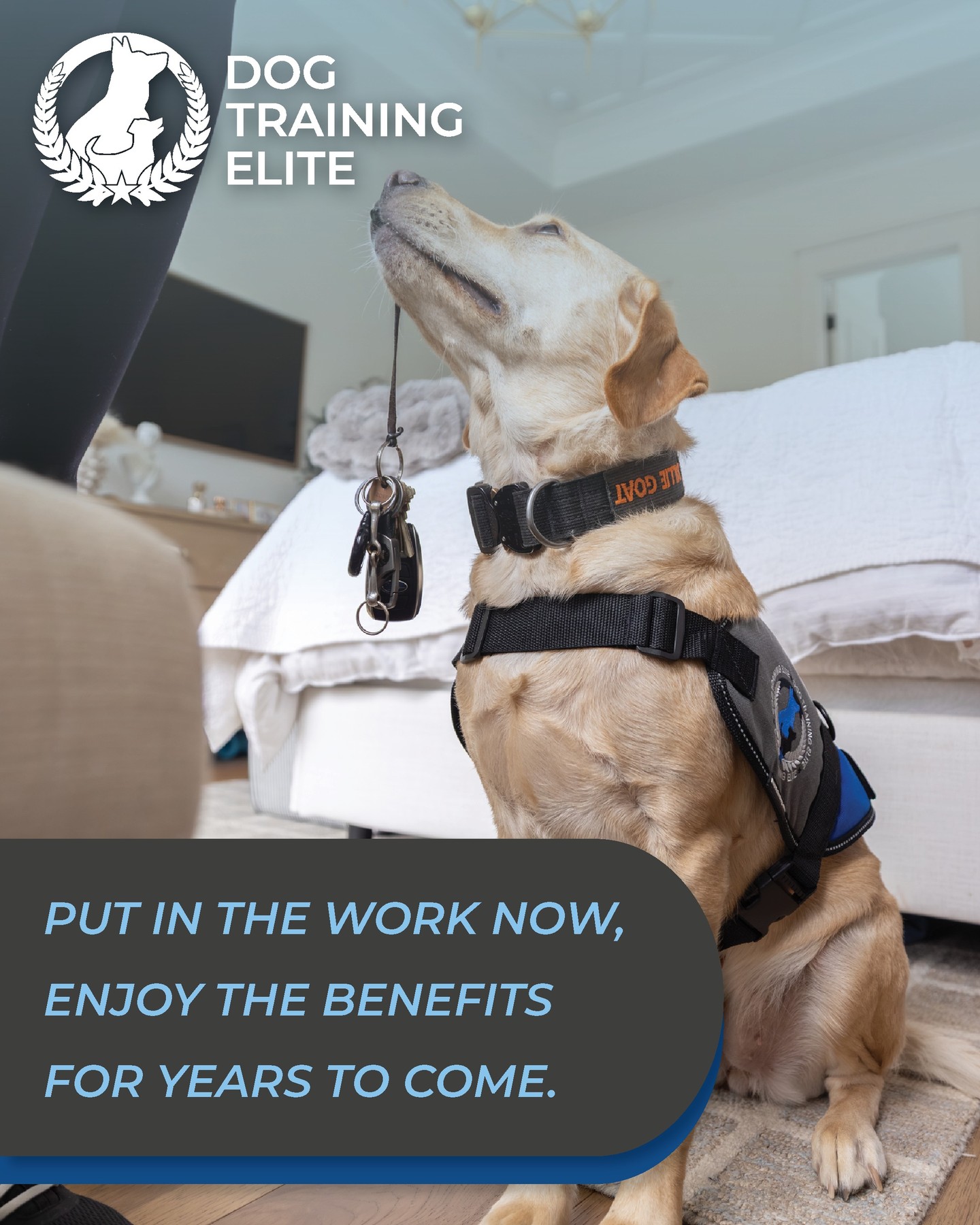 🐾 The time you invest in training today pays off for years to come.

Consistent training can lead to a lifetime of better walks, stress-free outings, family adventures, and a stronger bond with your dog.

Short-term effort. Long-term rewards. That's a trade we'll take every time. 💙


