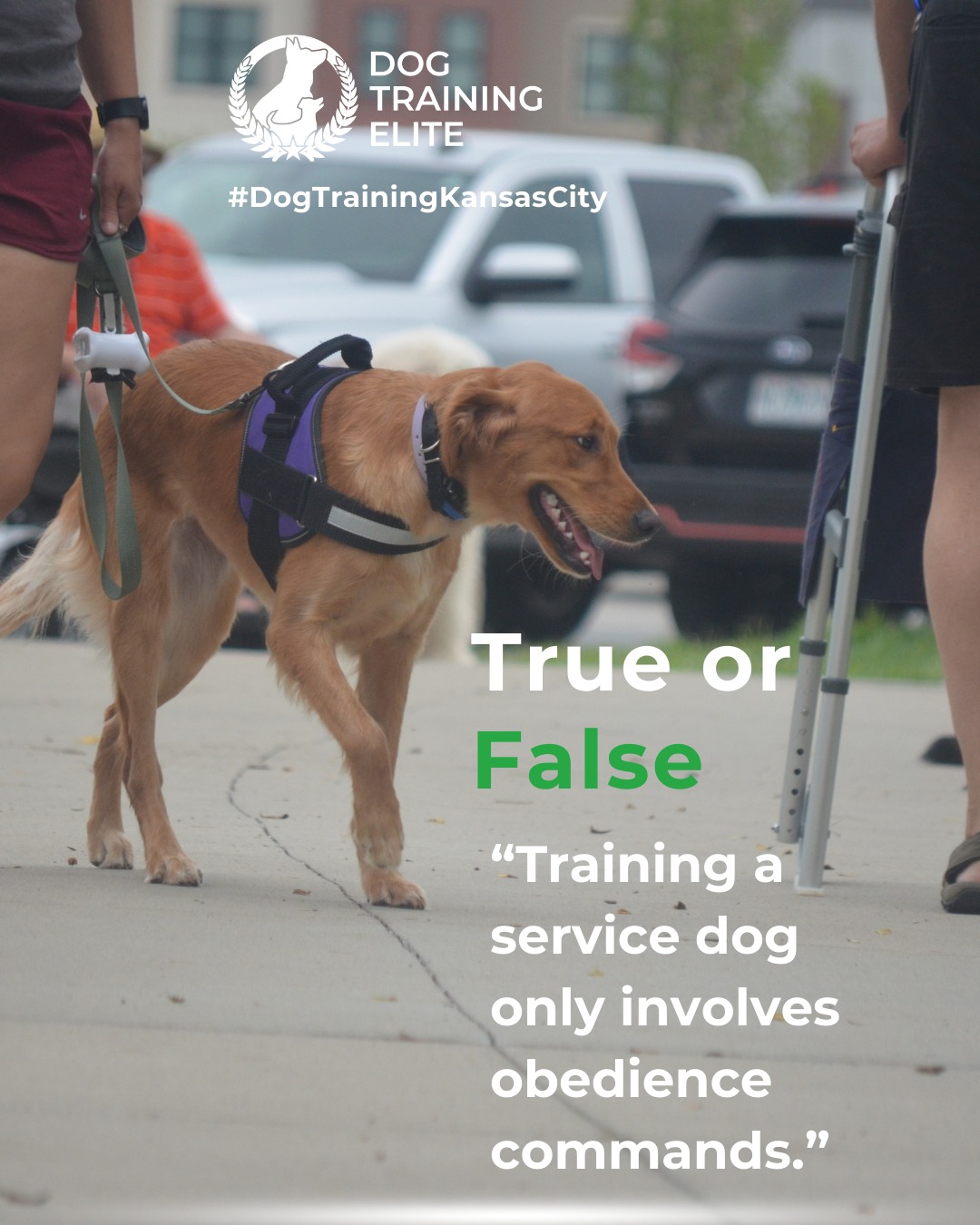 Service dog training goes far beyond basic obedience. Dog Training Elite Kansas City teaches task-specific skills tailored to the handler’s needs, ensures dogs are comfortable and confident in public, and focuses on socialization to handle real-world distractions. This comprehensive training builds reliability, independence, and trust between dog and handler.

🎯 Warm up your winter with a well-trained pup. Schedule your free in-home evaluation and see why families in Kansas City, Overland Park, and surrounding areas trust Dog Training Elite for results that last through every season.
 📍 https://maps.app.goo.gl/gRdBPWCrfbzeXenu9



