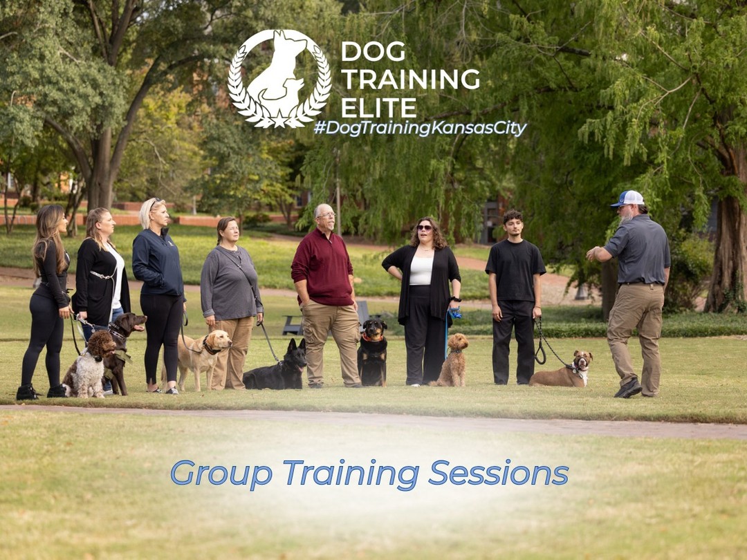 Group dog training for real-world results

Looking for dog training that works beyond your home? Dog Training Elite Kansas City offers group dog training sessions designed to build reliable obedience around real-life distractions.

These sessions give your dog the opportunity to practice commands like Sit, Heel, Come, and Place in a structured environment with other dogs and people. It&rsquo;s the perfect way to improve focus, confidence, and social behavior while reinforcing everything learned in training.

Our trainers guide each session to ensure a safe, controlled, and productive experience for every dog and owner.

We proudly serve families in Kansas City, Overland Park, Lee's Summit, and surrounding areas.

Schedule your free in-home evaluation, and see how group training can take your dog&rsquo;s skills to the next level.
