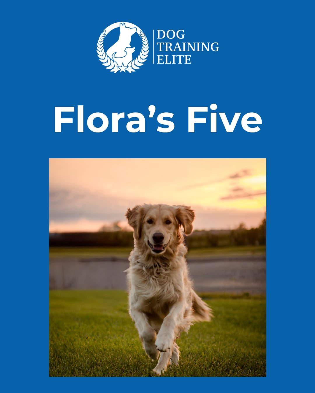 Welcome to Flora&rsquo;s Five- a great place to get (and give) ideas related to your dog. This week&rsquo;s Five: 
FIVE GREAT PARKS TO WALK YOUR PUP: (Where is your favorite place to walk your dog?)

1. Shawnee Mission Park (Shawnee, KS): Lots of great on-leash areas and hiking trails. 50+ acre off-leash dog park with dog beach/ swimming access.

2. Sar-Ko-Par Trails Park (Lenexa, KS): Great park for leisurely strolls with your pup. Beautiful scenery, multiple playgrounds for kids, and a skate park.

3. Leawood City Park (Leawood, KS): 66+ acres of wooded trails (great for spotting wildlife), soccer fields, and the LEAWOOF Dog Park.

4. Lowenstein Park (Lee&rsquo;s Summit, MO): 17+ acre park, perfect for daily walks! Great playground for kids and walking distance to local shops.

5. Gregory O. Grounds Park (Blue Springs, MO): Beautiful Lake Remembrance is surrounded by over 3 miles of walking trails and a wooded dog park.

, , 