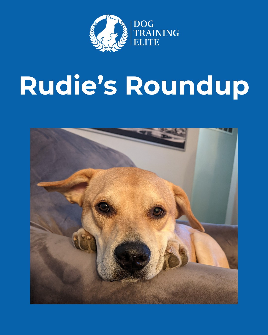 Welcome to Rudie&rsquo;s Roundup, a weekly question/ discussion for sharing your thoughts and hearing from others on all things dog-related!
This week&rsquo;s question:
How would you describe your dog&rsquo;s personality? Include a photo so we can see your fur babies! 

, , 