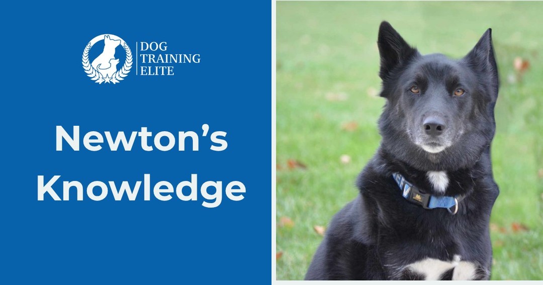 Welcome to Newton&rsquo;s Knowledge! A great place to get tips and advice for you and your pup!

This week&rsquo;s tip: How do I introduce my dog to a new pet?

When introducing your dog to a new pet, take things slowly and keep the first interactions calm, short, and supervised. Start in a neutral area when possible, use a leash when appropriate, and allow both animals plenty of space to get comfortable at their own pace without forcing interaction. Reward your dog for calm behavior and good manners, and give each pet their own food, toys, bed, and safe space while they adjust to sharing their home. Most importantly, be patient and consistent- building a comfortable relationship takes time, but gradual introductions and positive experiences can help your pets learn to live happily together and maybe even become best friends! 

