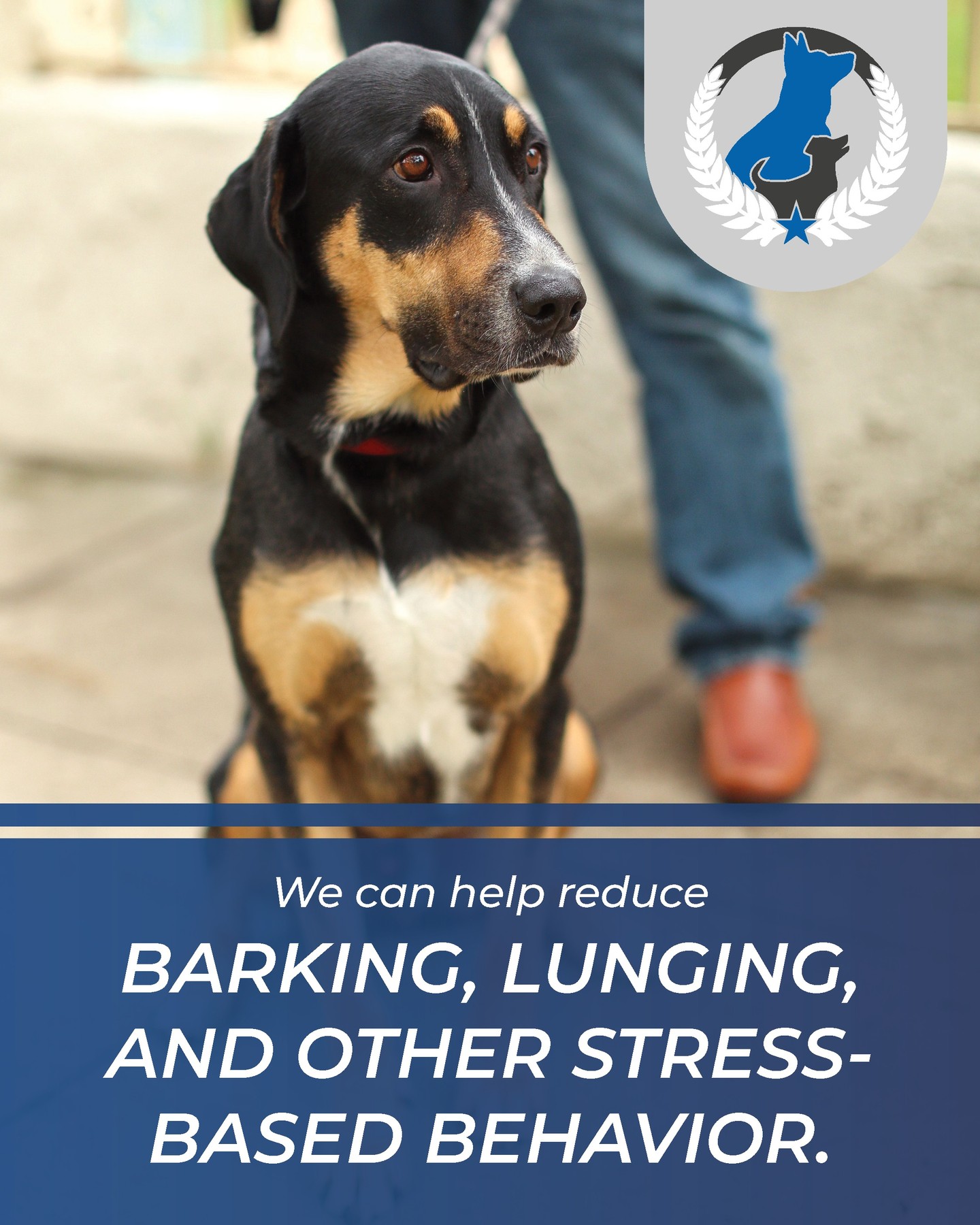 🐾 Barking. Lunging. Reacting. It Doesn't Have to Be Your Normal. 💙

Many stress-based behaviors stem from fear, uncertainty, or overstimulation&mdash;not because your dog is bad.

At Dog Training Elite, we help dogs learn how to stay calm, confident, and focused, even in challenging situations. Through clear communication, consistent training, and gradual exposure to distractions, we work to replace stressful reactions with more appropriate behaviors.

The goal isn't just to stop the barking or lunging&mdash;it's to help your dog feel more confident and give you the tools to navigate everyday life together.

If walks have become stressful or outings feel overwhelming, we're here to help you build a calmer, more enjoyable relationship with your dog.

🐶 Every dog deserves the chance to succeed.

