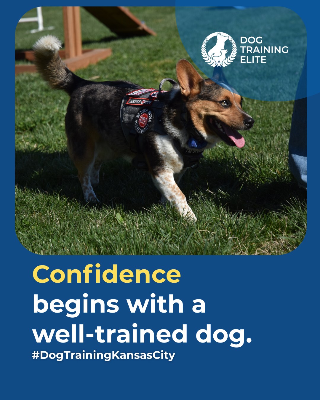 Looking for a dog that listens at home and in public? Obedience training teaches your dog to respond reliably in every situation, building trust, focus, and confidence. From recall and leash manners to staying calm around distractions, structured training helps your dog thrive in any environment. 

Work with our team in Kansas City to create a consistent routine that brings out the best in your dog. Serving families in Kansas City and Overland Park.

🐶 From basic obedience to advanced service dog training, Dog Training Elite Kansas City helps dogs nearOverland Park build better behavior and stronger bonds this season. 🐾
📍 https://maps.app.goo.gl/gRdBPWCrfbzeXenu9




