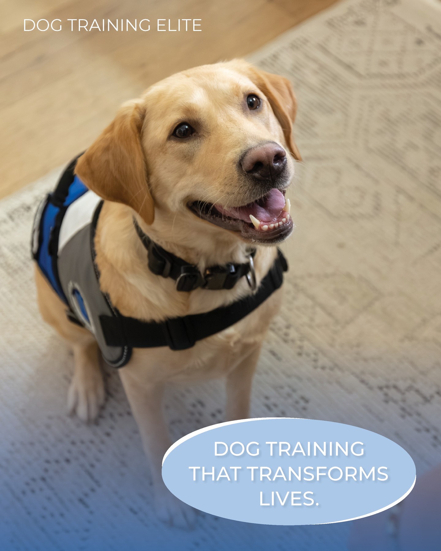 🐾 Training Can Transform Lives. ❤️

At Dog Training Elite, we believe training is about so much more than teaching commands. It's about creating confidence, building trust, strengthening relationships, and giving both dogs and their owners the freedom to enjoy life together.

Whether it's helping a family find peace at home, giving a reactive dog the confidence to navigate the world, or training a service dog to change someone's life, every success story starts with one decision&mdash;to begin.

Because when you transform a dog's life, you often transform a person's life too.

Ready to experience the difference? Let Dog Training Elite Kansas City help you and your dog reach your full potential. 🐶💙

