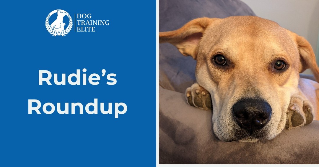 Welcome to Rudie&rsquo;s Roundup, a weekly question/ discussion for sharing your thoughts and hearing from others on all things dog-related!
This week&rsquo;s question:

Would you rather have to carry your dog everywhere you go or not be able to take your dog with you anywhere?

