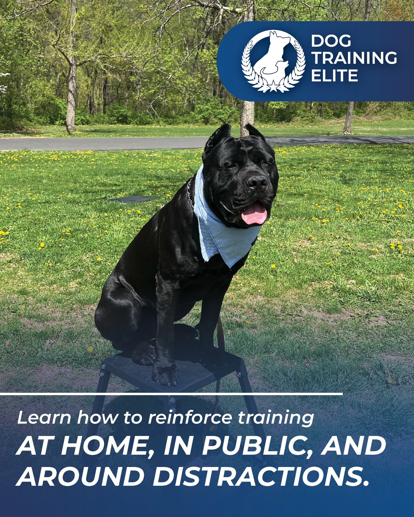 🐾 Training Doesn't End When Class Is Over. 🐶

The real progress happens in your everyday life.
Practice your dog's skills at home, then take them into the real world. Work around new sights, sounds, people, and distractions to help your dog learn that the same expectations apply everywhere&mdash;not just at home.

Remember: dogs don't automatically generalize what they've learned. The more you reinforce training in different environments, the more reliable and confident your dog will become.

A few minutes of practice each day can lead to a lifetime of success. Keep training, stay consistent, and watch your teamwork grow! 💙

