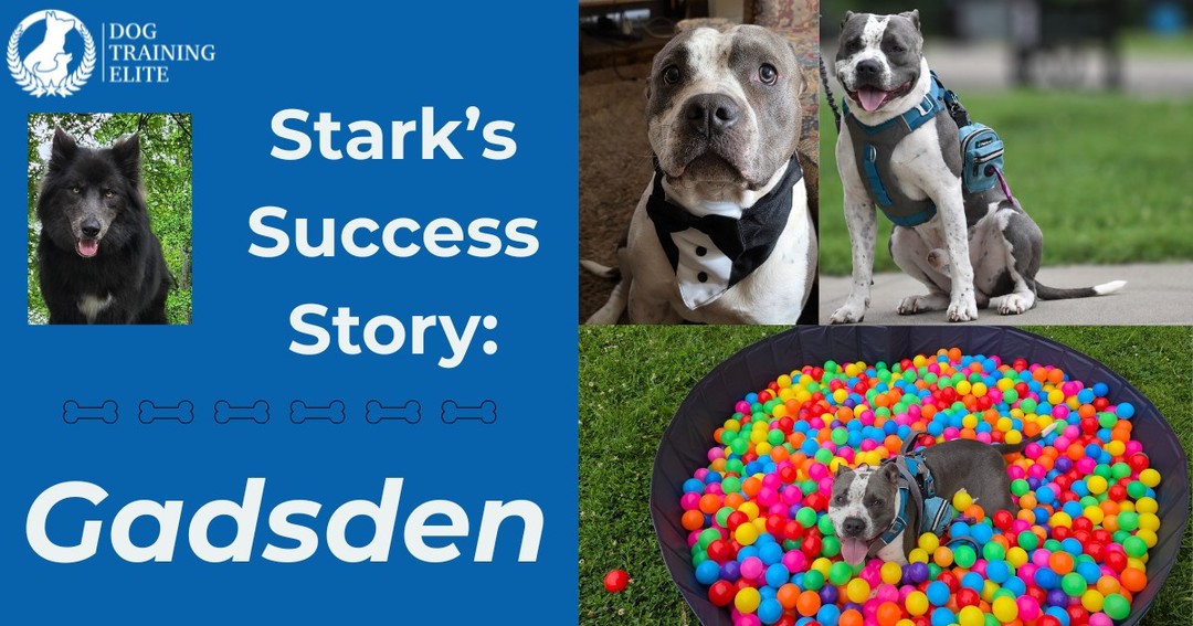 &ldquo;Gadsden came to me on March 8th, 2025 at 7 weeks old after having to retire my senior service dog and knowing I couldn't go back to life without a service dog. The biggest thing about a service dog is the bond they create with their owner. Another issue we face is the scrutiny his breed faces on a daily basis. One of the biggest hurdles while training was going into [places] and interacting with other people. I don't do particularly well with social interactions and people. So making sure he interacted with different people and places was the hardest part of our training. 
He is now a one and a half year old who has excelled at every obstacle I have placed on him. He makes me strive to be better at interactions and with people. I'm able to walk freely because of the service he provides me. He's used for stability, balance, and his presence grounds me into the here and now instead of focusing on the anxiety and agoraphobia I face.&rdquo; 

-Devina B
