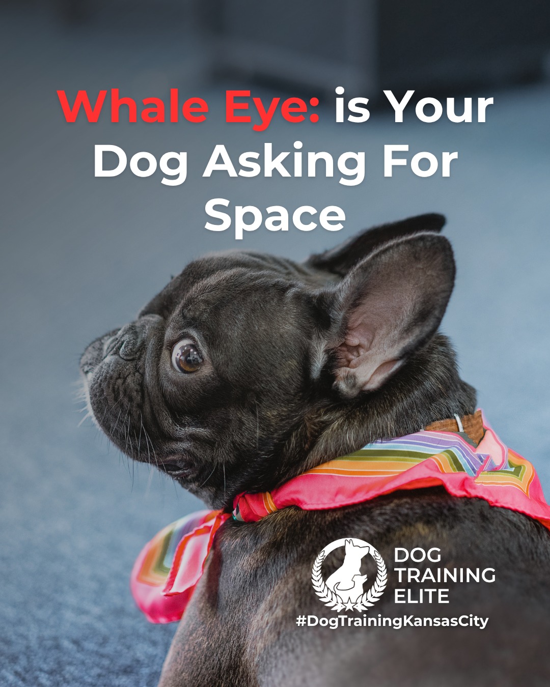 Ever notice the white part of your dog&rsquo;s eye showing when they turn their head? This is known as whale eye, a common stress signal dogs use to communicate discomfort.

Whale eye often appears when a dog feels overwhelmed, pressured, or unsure of a situation. It&rsquo;s not bad behavior. It&rsquo;s communication. Recognizing it early helps prevent escalation and supports safer interactions.

You might see whale eye during:
 👀 Tight hugs or restraint
 👀 Resource guarding moments
 👀 Unfamiliar people or environments
 👀 High-pressure training or handling

When you notice whale eye, the best response is to reduce pressure, create space, and reassess the situation. Thoughtful training focuses on building confidence and trust, not forcing compliance.

Understanding these subtle cues allows you to support calmer behavior and stronger communication over time.

🐾 From basic obedience to advanced service dog training, Dog Training Elite Kansas City helps dogs nearOverland Park build better behavior and stronger bonds this season. 🐾
 📍 https://maps.app.goo.gl/gRdBPWCrfbzeXenu9



