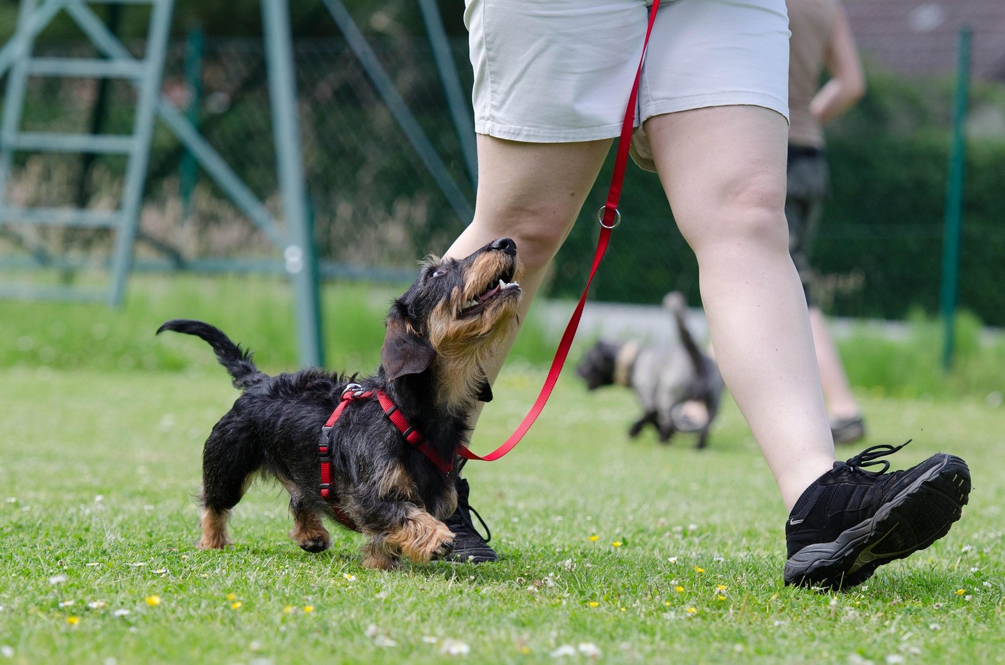 Unlock a whole new level of understanding with your furry best friend! 🐶✨ At Dog Training Elite, we teach you how to truly communicate with your dog—building trust, respect, and a lifelong bond. Ready to speak your dog’s language? 🗣️🐾 